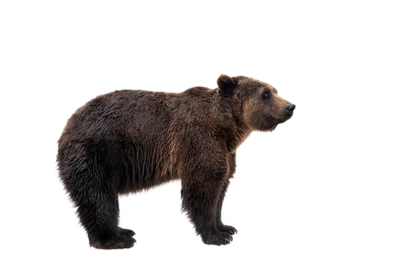 Braunbär, Ursus arctos — Stockfoto