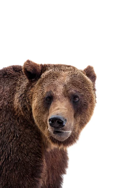 Brunbjörn, Ursus arctos — Stockfoto