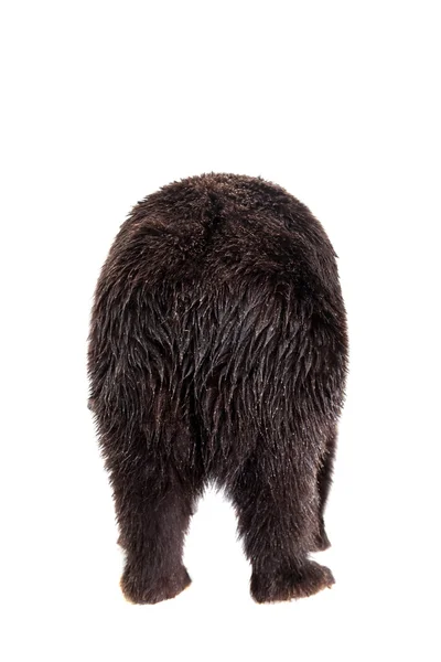 Medvěd hnědý, Ursus arctos — Stock fotografie