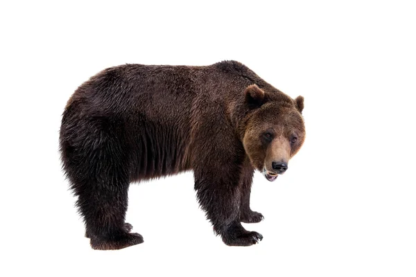 Orso bruno, Ursus arctos — Foto Stock