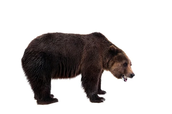 Oso pardo, Ursus arctos — Foto de Stock