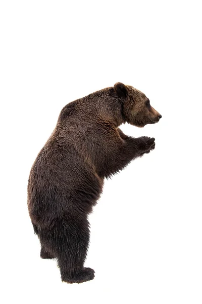 Medvěd hnědý, Ursus arctos — Stock fotografie