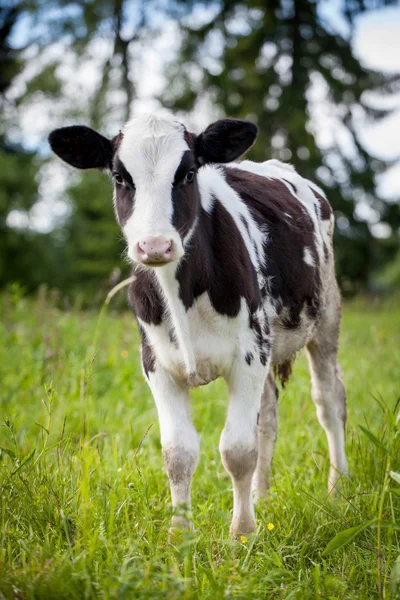 Newborn calf on green grass — Stock Photo, Image