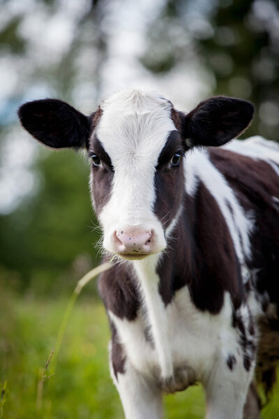 Newborn calf on green grass