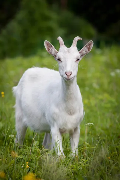 Schattige jonge witte geit — Stockfoto