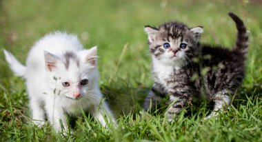 gri tabby, yeşil çimenlerin üzerinde beyaz kediler