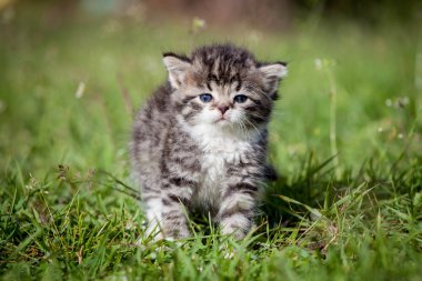 Yeşil çimenlerin üzerinde gri tabby yavru kedi