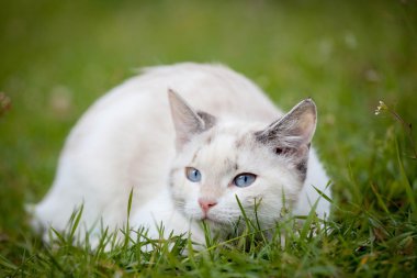 sevimli beyaz kedi