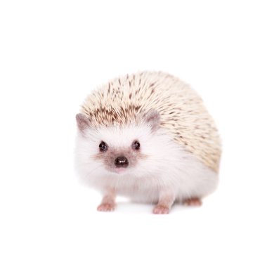 Domesticated hedgehog or African pygmy clipart
