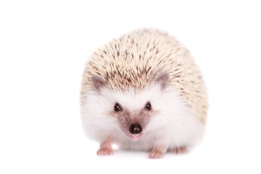 Domesticated hedgehog or African pygmy clipart