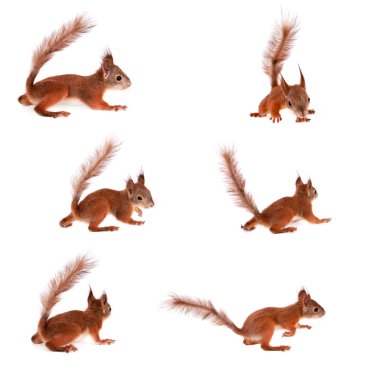 Avrasya Kızıl sincap, beyaz üzerine sciurus vulgaris