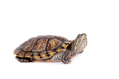 Freshwater red-eared turtle on white clipart