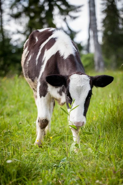 Newborn calf on green grass — Stock Photo, Image