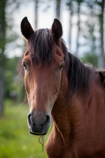 Retrato de bonito caballo marrón — Foto de Stock