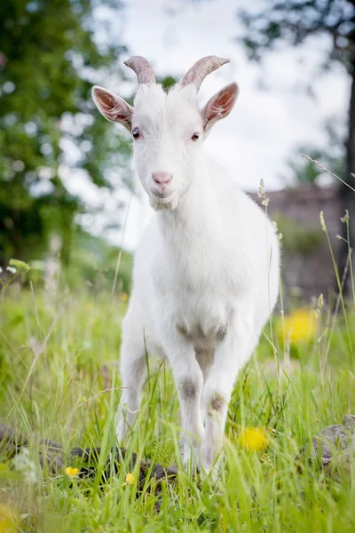 Mignon jeune chèvre blanche — Photo