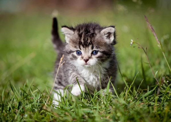 Grey tabby kitten on green grass — Stock Photo, Image