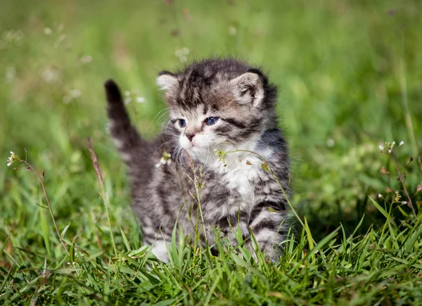 Grey tabby kitten on green grass — Stock Photo, Image