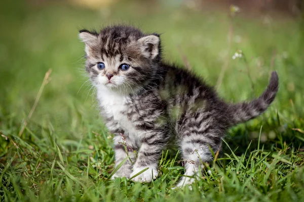 Grey tabby kitten on green grass — Stock Photo, Image