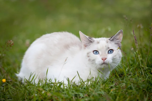 Gatinho branco bonito — Fotografia de Stock