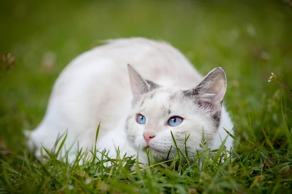 Söt vit kattunge — Stockfoto