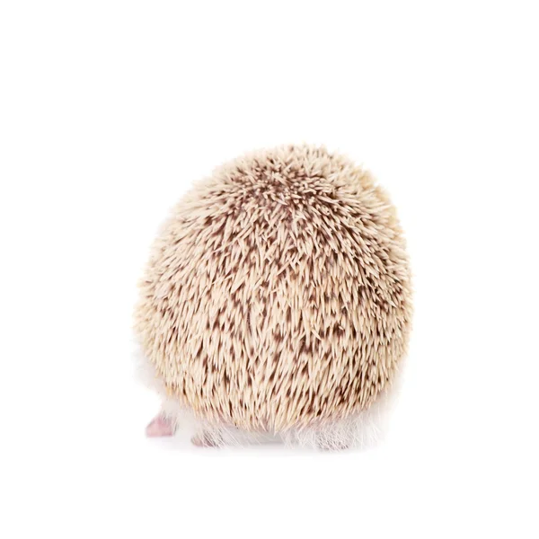 Domesticated hedgehog or African pygmy — Stock Photo, Image