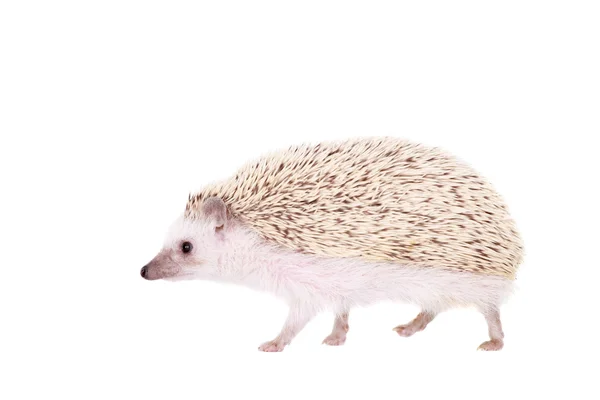 Domesticated hedgehog or African pygmy — Stock Photo, Image