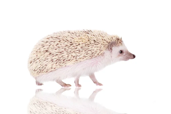 Domesticated hedgehog or African pygmy — Stock Photo, Image