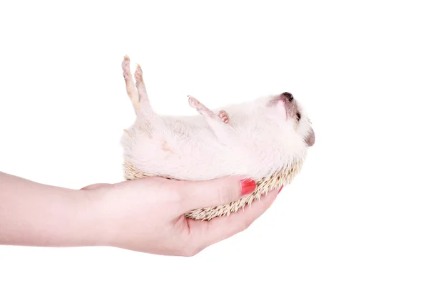 Gedomesticeerde egel of Afrikaanse pygmy in de hand — Stockfoto