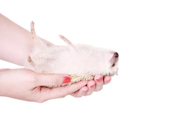 Domesticated hedgehog or African pygmy in hand — Stock Photo, Image