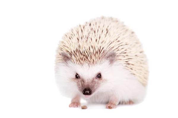 Domesticated hedgehog or African pygmy — Stock Photo, Image