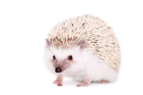 Domesticated hedgehog or African pygmy — Stock Photo, Image