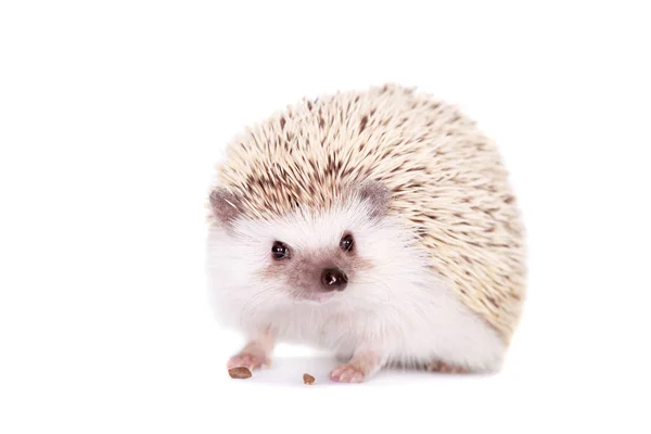Domesticated hedgehog or African pygmy — Stock Photo, Image