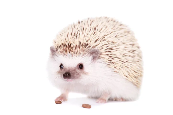 Domesticated hedgehog or African pygmy — Stock Photo, Image