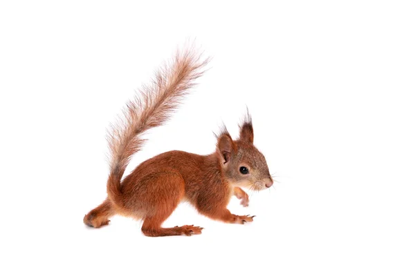 Eurasisches rotes Eichhörnchen, sciurus vulgaris auf weiß — Stockfoto