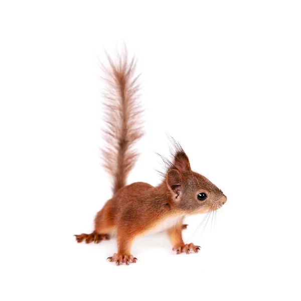 Esquilo vermelho eurasiano, Sciurus Vulgaris sobre branco — Fotografia de Stock