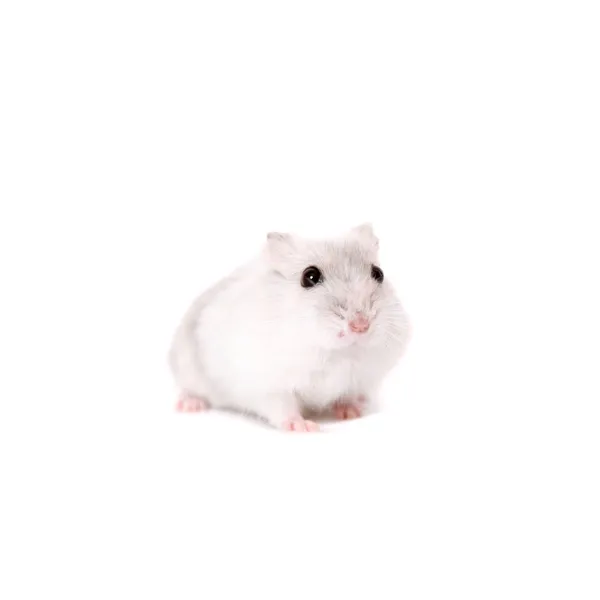 Jungar hamster, dvärghamster sungorus, baby — Stockfoto