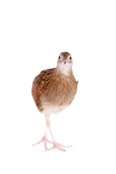 Corncrake o Landrail, Crex crex, su bianco — Foto Stock