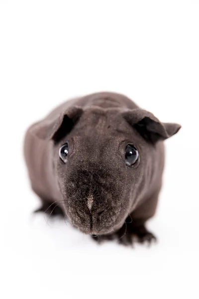 Hairless Guinea Pig isolated on white — Stock Photo, Image