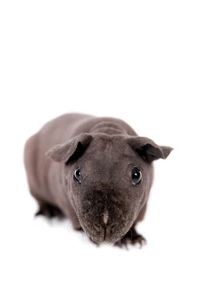 Hairless Guinea Pig isolated on white — Stock Photo, Image