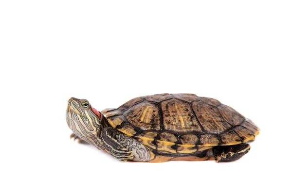 Tortuga de orejas rojas de agua dulce sobre blanco —  Fotos de Stock