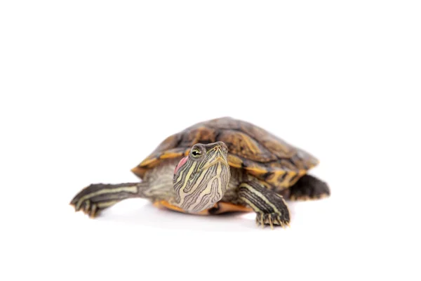 Tortuga de orejas rojas de agua dulce sobre blanco —  Fotos de Stock