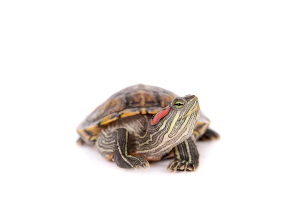 Freshwater red-eared turtle on white — Stock Photo, Image