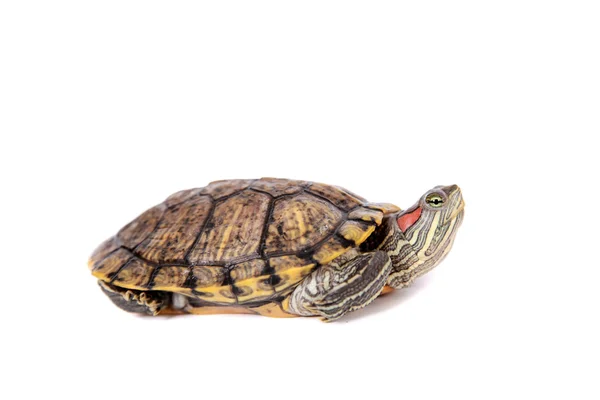 Tatlı su kaplumbağa beyaz üzerine kırmızı kulaklı — Stok fotoğraf