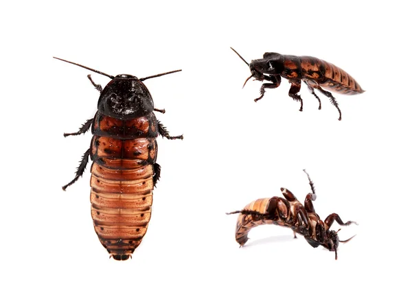 Madagascar hissing cockroach on white — Stock Photo, Image
