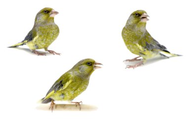 Florya beyaz, carduelis chloris üzerinde