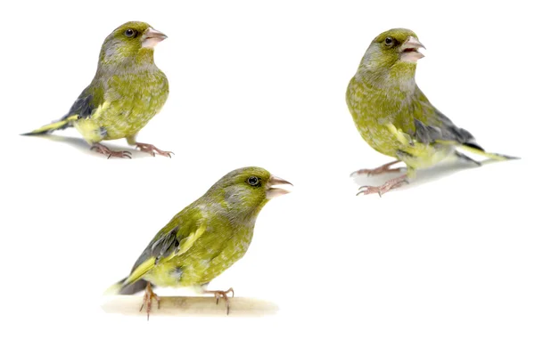 Greenfinch Europeu sobre branco, carduelis chloris — Fotografia de Stock