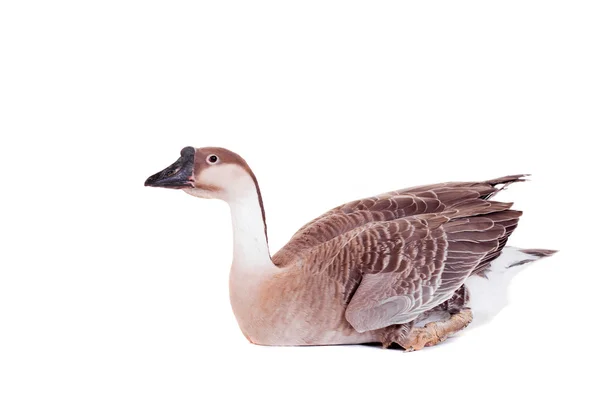 Brown domestic goose on white — Stock Photo, Image