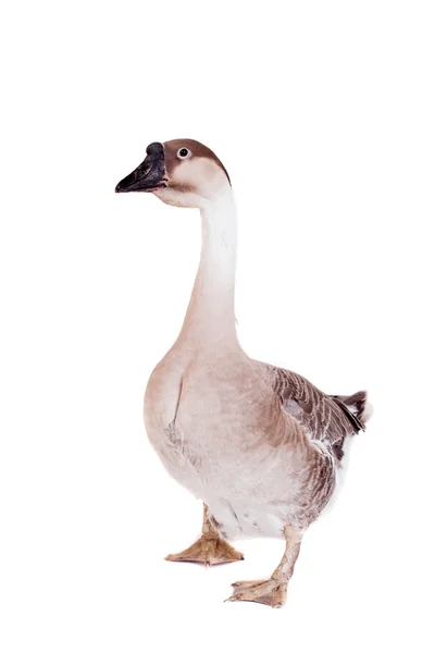 Brown domestic goose on white — Stock Photo, Image