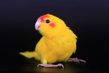 Kırmızı önlü kakariki muhabbet kuşu bebek siyah