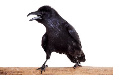 ortak raven beyaz izole